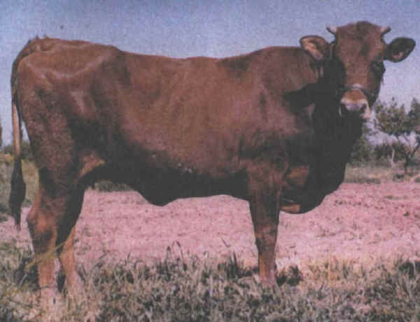 Vacca di razza Anatolia Rossa del Sud