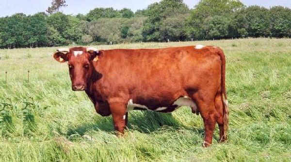 Vacca di razza Armoricaine