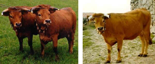 Vacche di razza Arouquesa