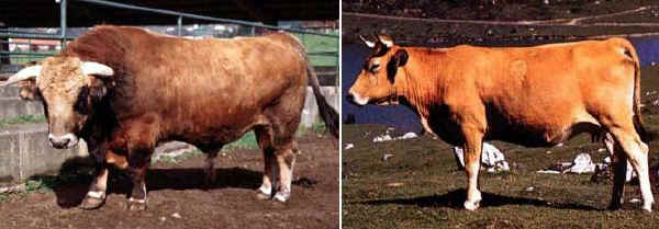 Toro e vacca di razza Asturiana de la montaña