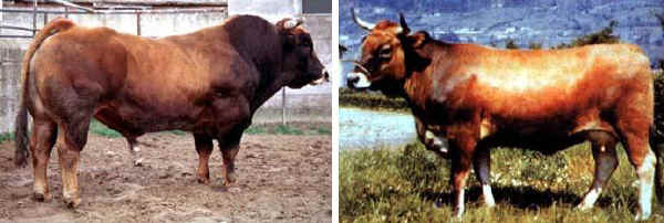 Toro e vacca di razza Asturiana de los valles