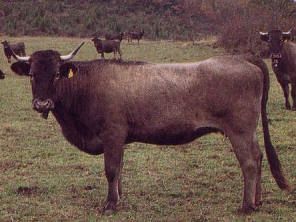 Vacca di razza Aure et Saint-Giron (Casta)