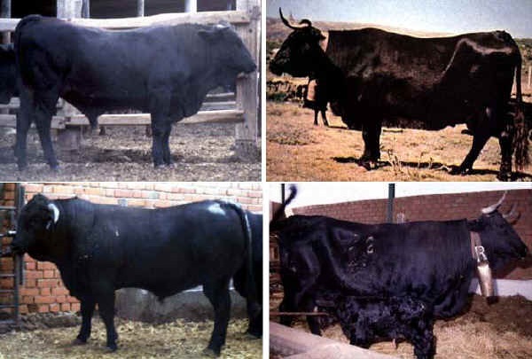 Toro e vacca di razza Avilena