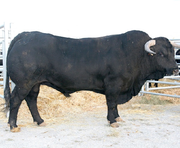 Toro e vacca di razza Avilena