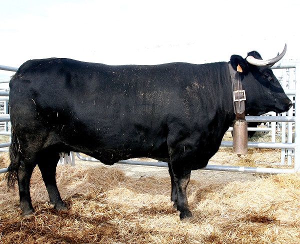 Toro e vacca di razza Avilena