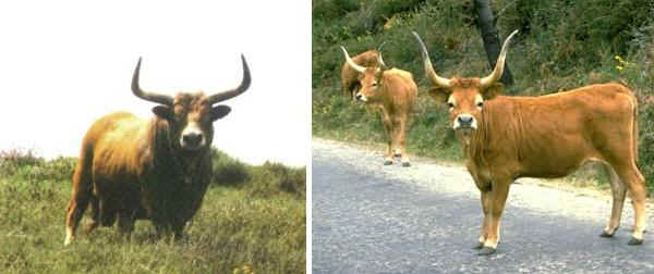 Toro e vacca di razza Barrosa