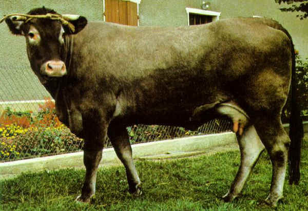 Vacca di razza Bazadaise