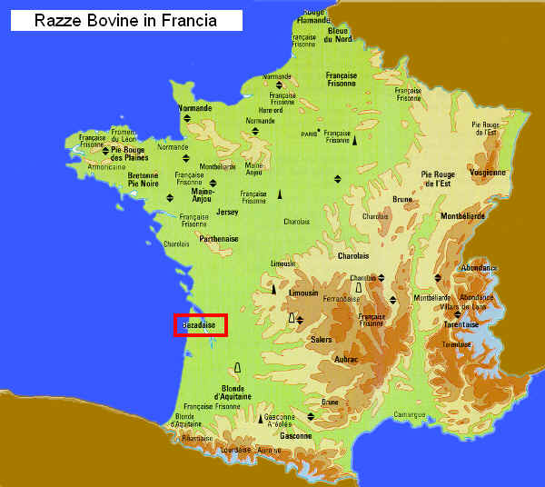 Zona di allevamento della razza Bazadaise in Francia