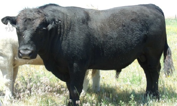 Toro Beefalo