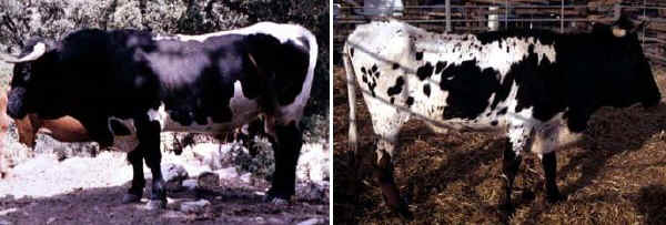 Toro e vacca di razza Berrenda negra