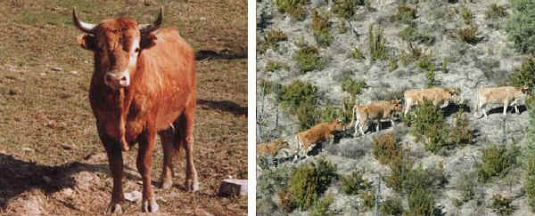 Toro e vacche allo stato brado  di razza Betizu o Betisoak