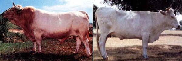 Toro e vacca di razza Blanca Cecerena