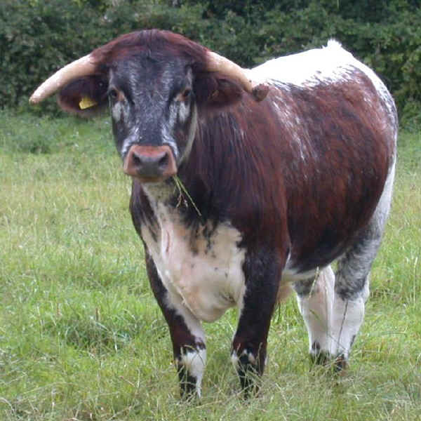 Toro di razza British Longhorn