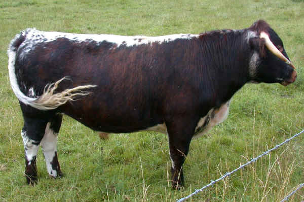 Toro di razza British Longhorn