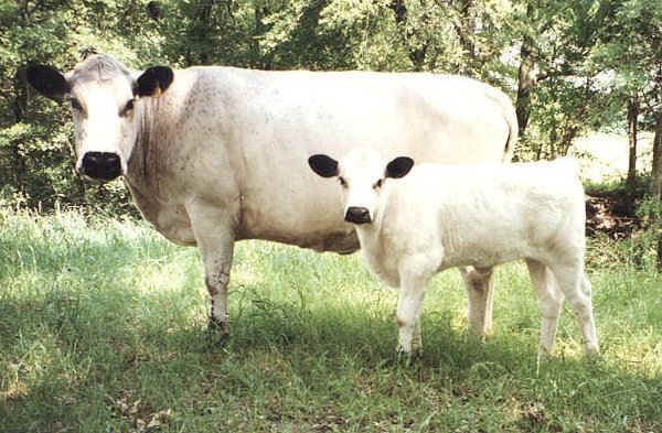Vacca con vitello di razza British White