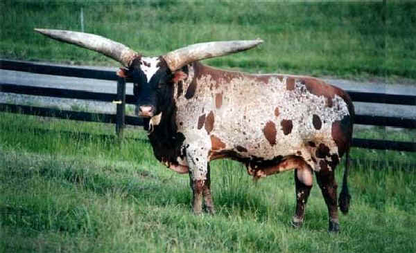 Toro di razza Bue dei Watusi