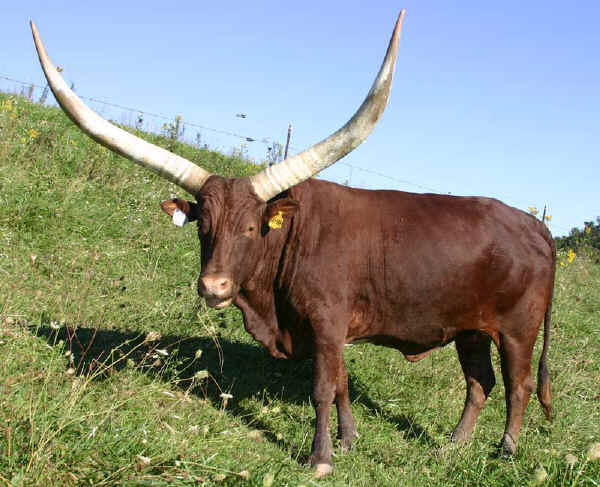 Vacca di razza Bue dei Watusi