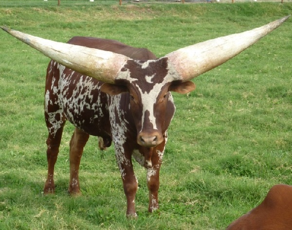 Bue dei Watusi