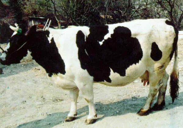 Vacca di razza Burlina