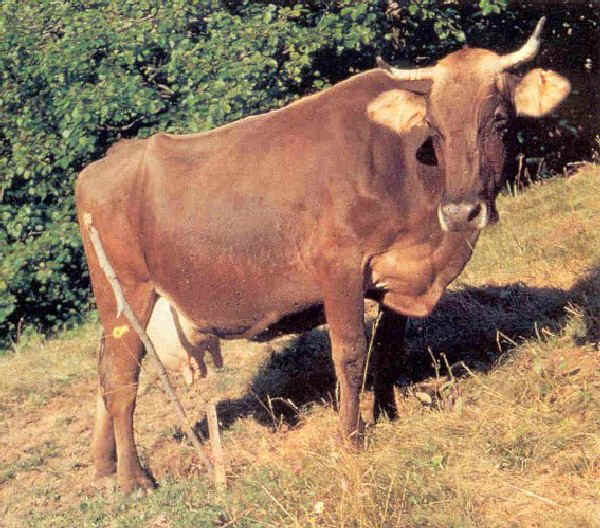 Vacca di razza Cabannina