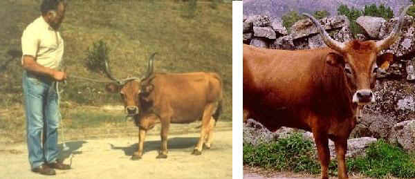 Vacche di razza Cachena