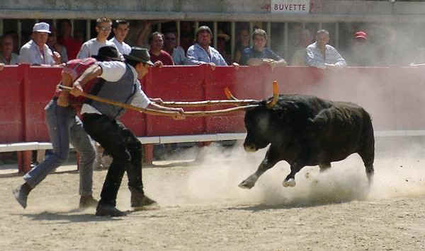 Toro di razza Camargue