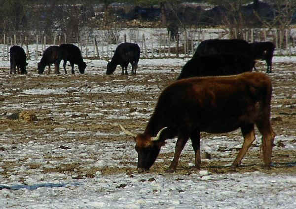 Bovini di razza Camargue