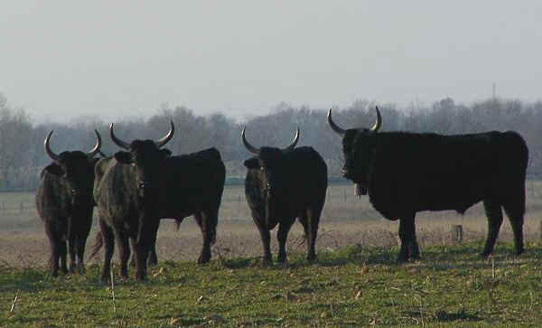 Tori di razza Camargue