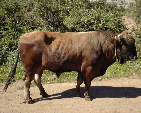 Raza Canaria