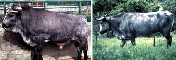 Toro e vacca di razza Cardena Andalusa