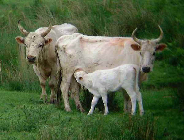 Toro, vacca e vitello di razza Chillingham