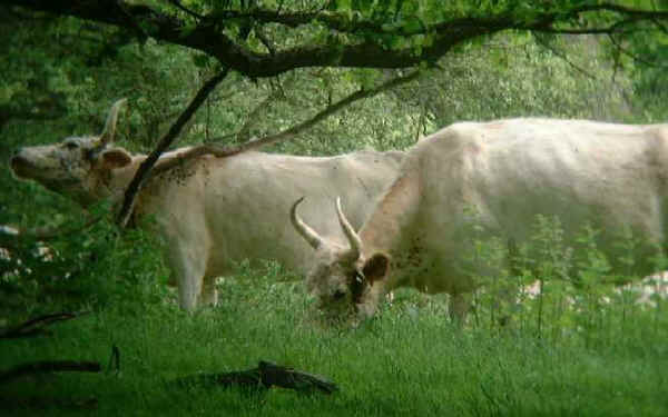 Vacche di razza Chillingham