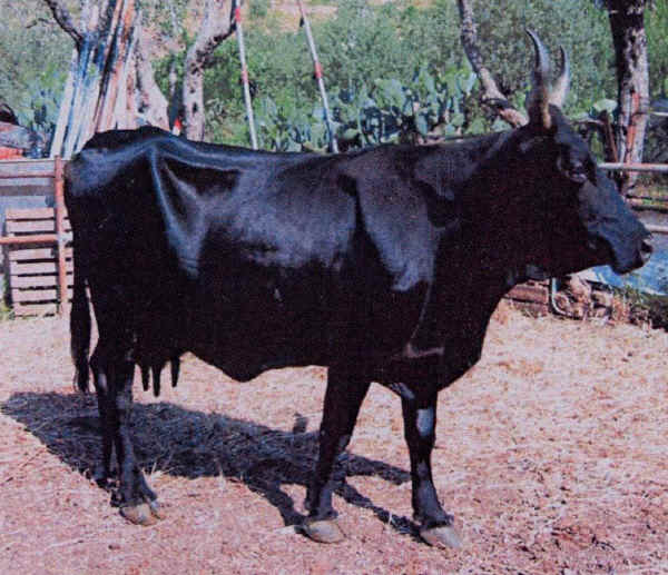 Vacca di razza Cinisara