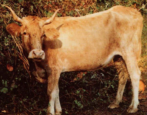 Vacca di razza Corsica (Corse) 