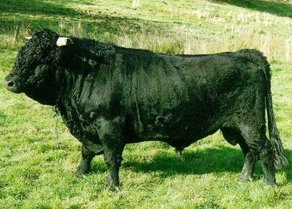 Toro di razza Dexter