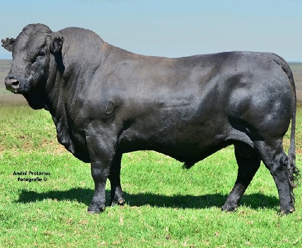 Toro di razza Drakensberger