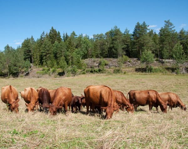 Vacca di razza Eastern Red Polled