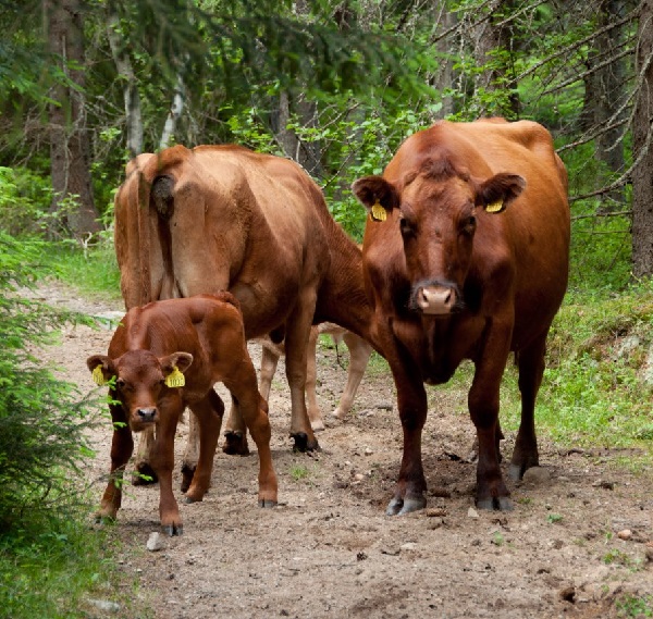 Eastern Red Polled