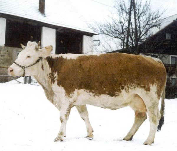 Vacca di razza Ennstaler Bergschecken