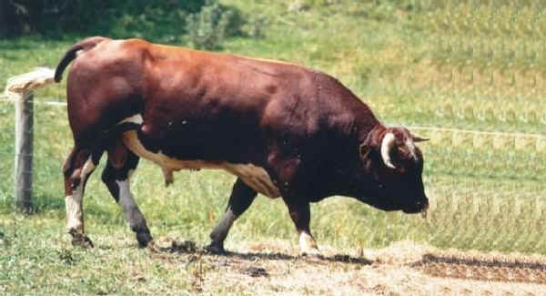 Toro di razza Evolene