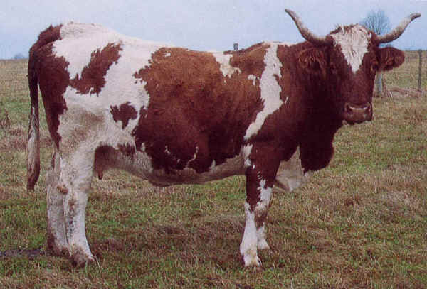 Vacca di razza Ferrandaise