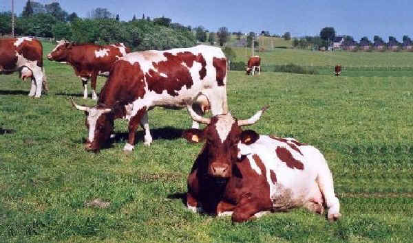 Vacche di razza Ferrandaise
