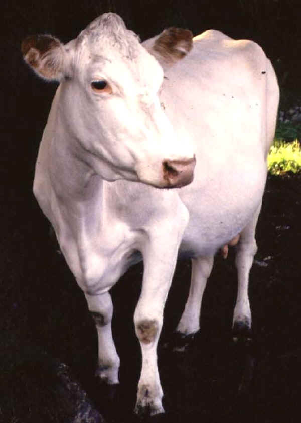 Vacca di razza Finncattle Northern