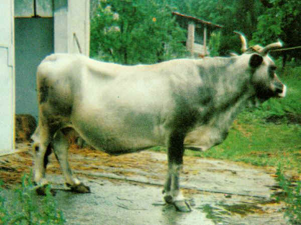 Vacca di razza Garfagnina