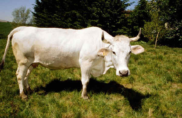 Vacca di razza Gasconne Aréolée (Mirandaise)