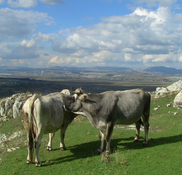 Vacca di razza Gatacko