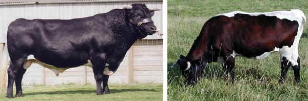 Toro e vacca di razza Gloucester