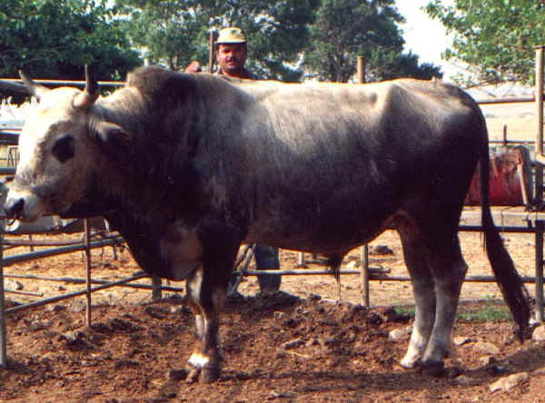 Toro di razza Grigia Turca