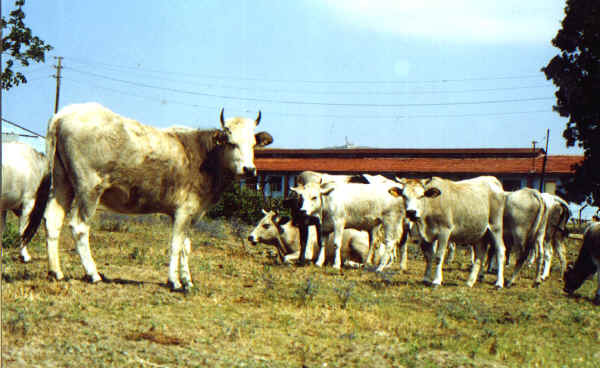 Vacche di razza Grigia Turca