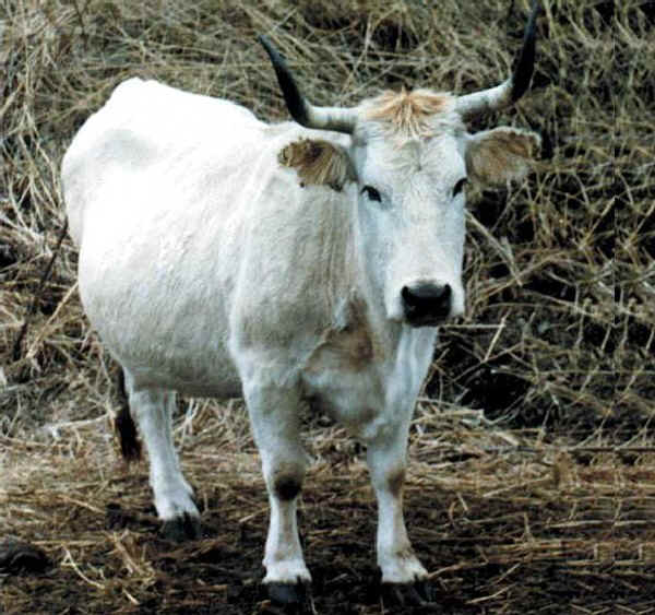 Vacca di razza Grigia Ucraina